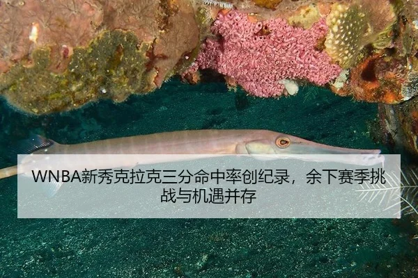 xin-xiu-ke-la-ke-san-fen-ming-zhong-lv-chuang-ji-lu-yu-xia-sai-ji-tiao-zhan-yu-ji-yu-bing-cun-3-825.jpg